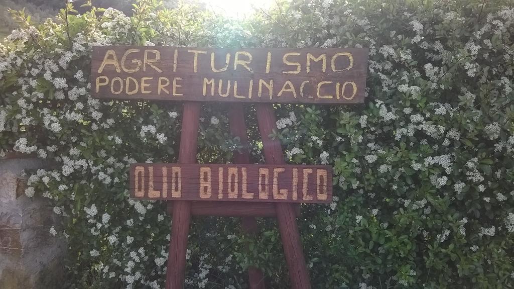 Ribolla Agriturismo Podere Mulinaccio מראה חיצוני תמונה